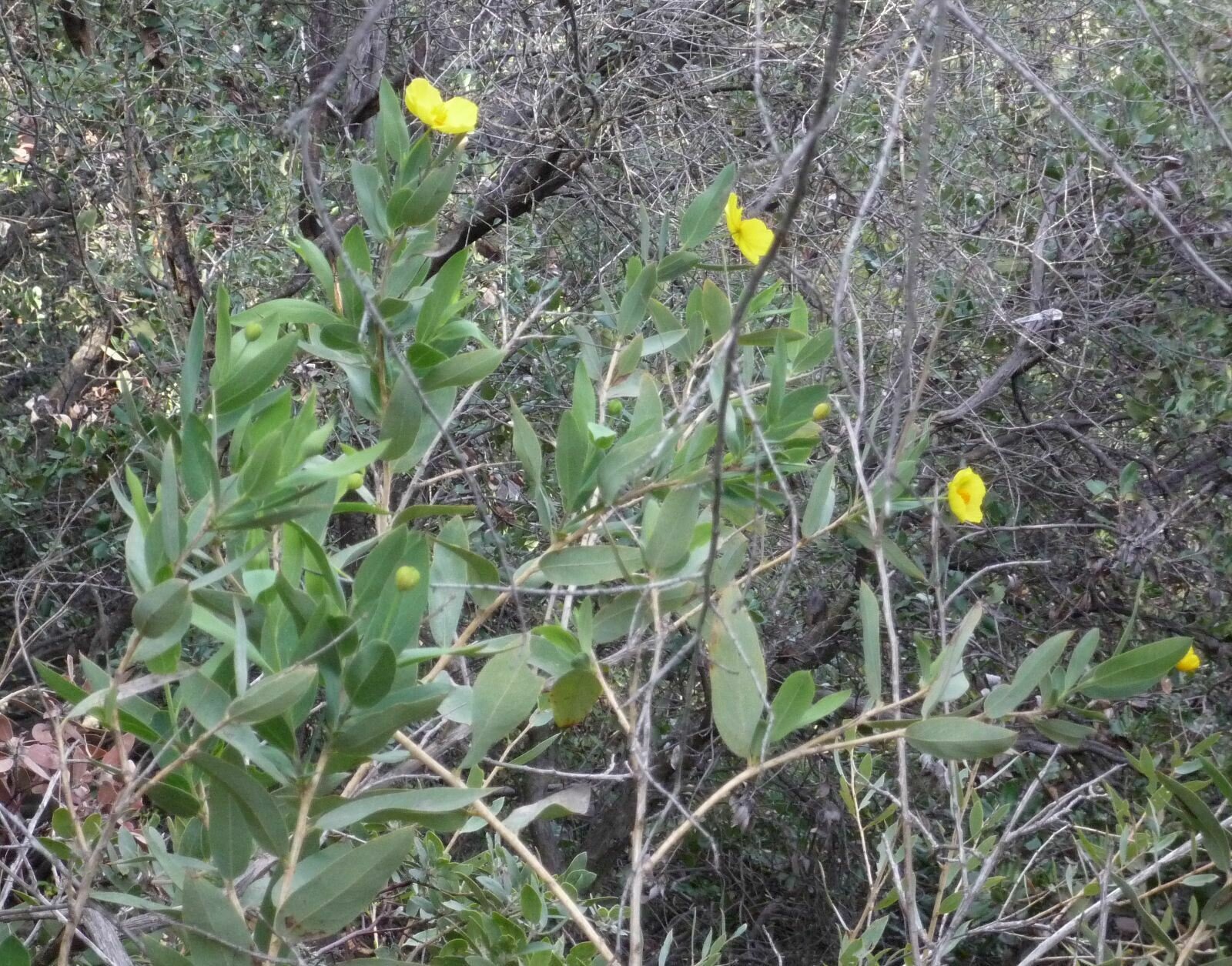 High Resolution Dendromecon rigida Plant